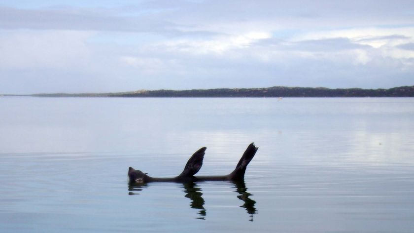 A seal frolicks in the Coorong near Meningie, but a scientist warns drought is putting the delicate ecosystem at risk.