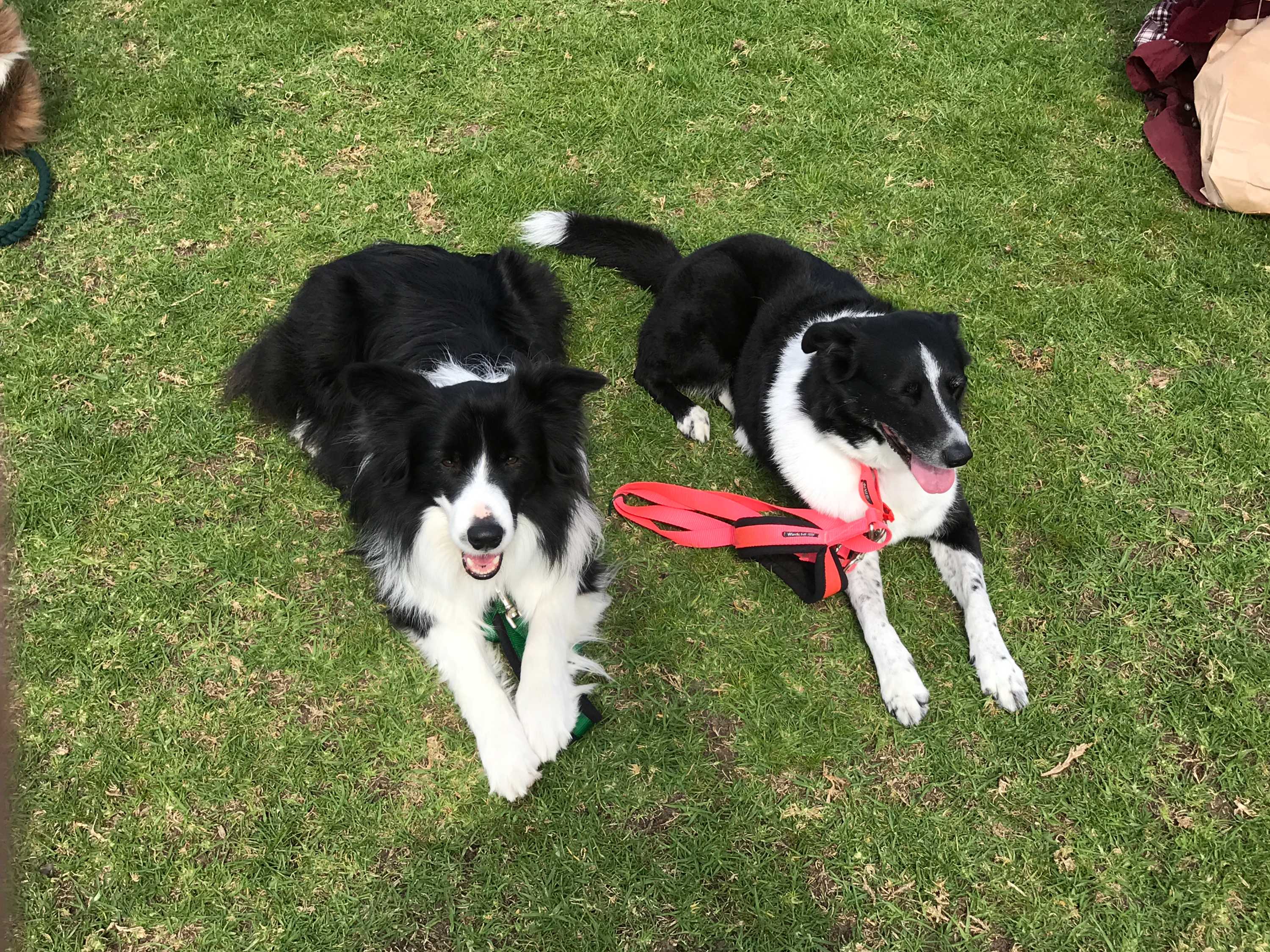 Собака полевая нр домашняя. Самая активная собака. Бордер колли атака. Блэк бордер 2. Блэк бордер 2.