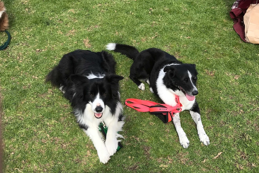 Two border collie dogs lie on the grass.