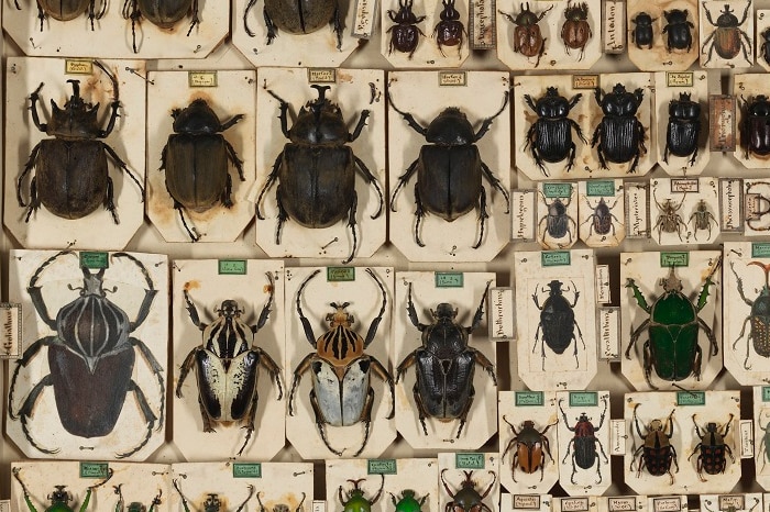 Beetle specimens in storage at Melbourne Museum with some missing specimens replaced with paper copies.