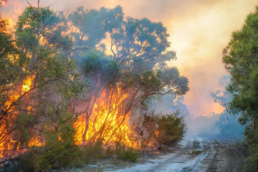 Buisson ardent à côté d'un coupe-feu