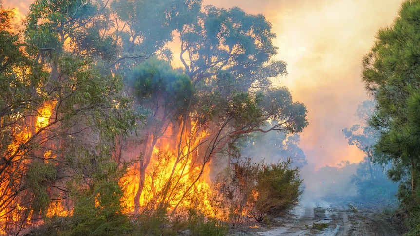 Burning bush next to a fire break