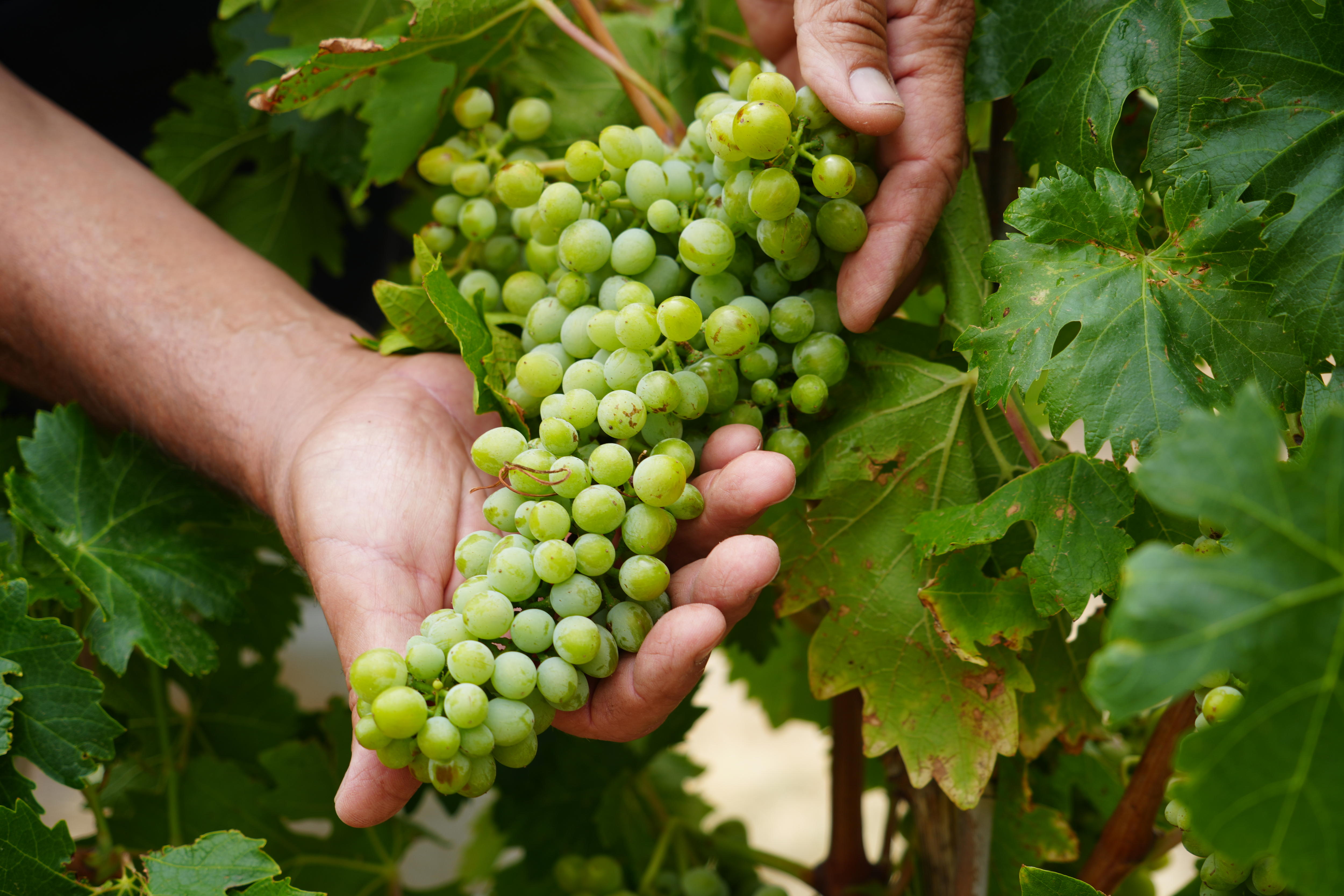 abc.net.au - Amelia Walters - Ancient drought resistant winegrape instilling hope for struggling farmers