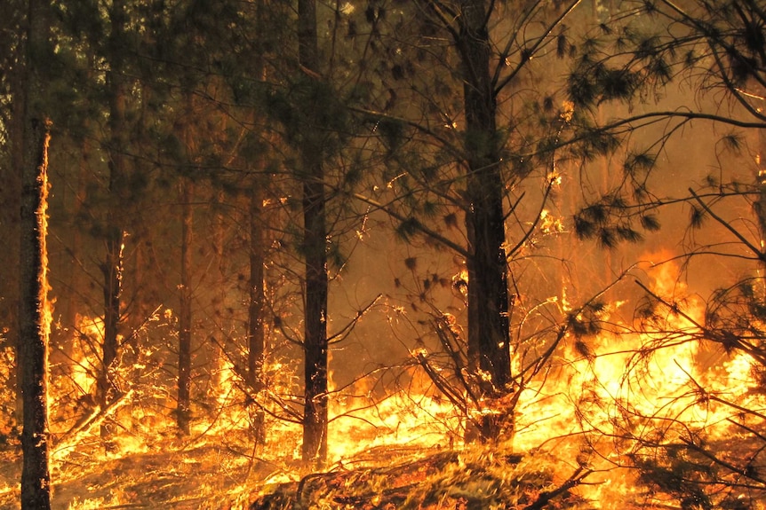 Fire burns through nearly 3,000 hectares of plantation and national park between Nelson and Portland in south-west Victoria.