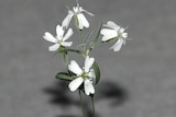 A flowering Silene Stenophylla plant