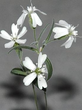 A flowering Silene Stenophylla plant