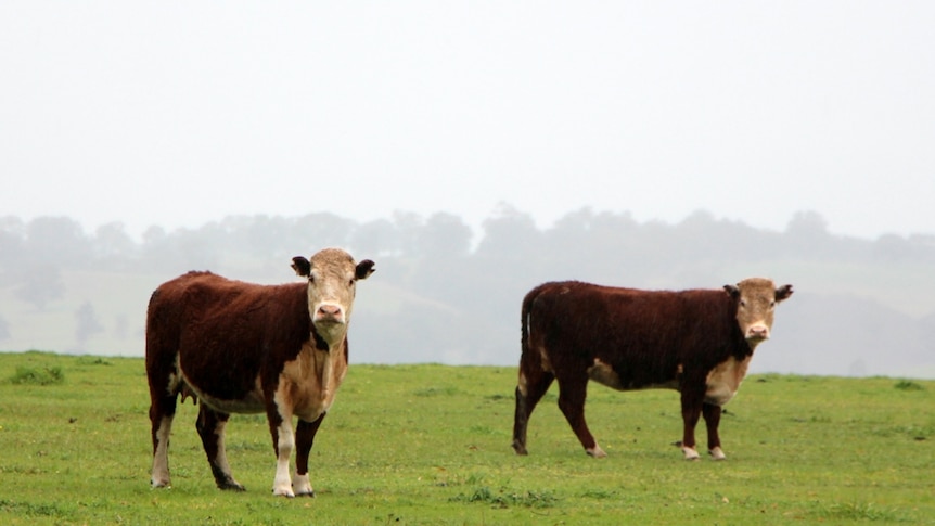 Western Victorian Hereford cattle