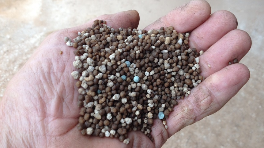 A close up of a farmer holding a handful of granular fertiliser