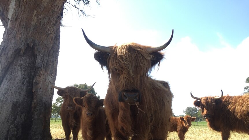 Very shaggy cattle
