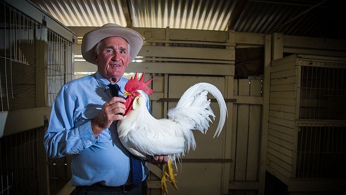An older man wearing a hat stands in a shed with a magnificent looking chicken.