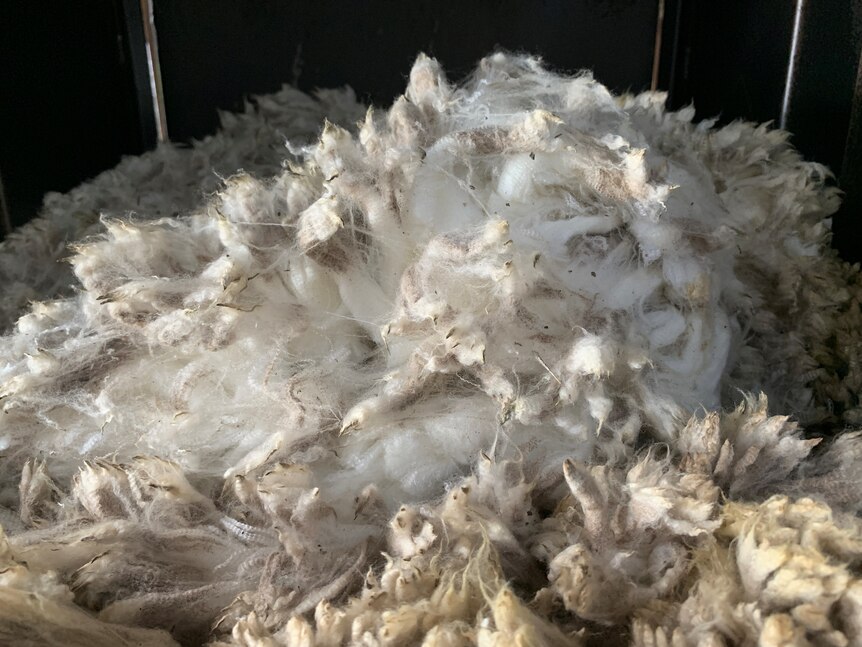 A bright white bale of shorn wool