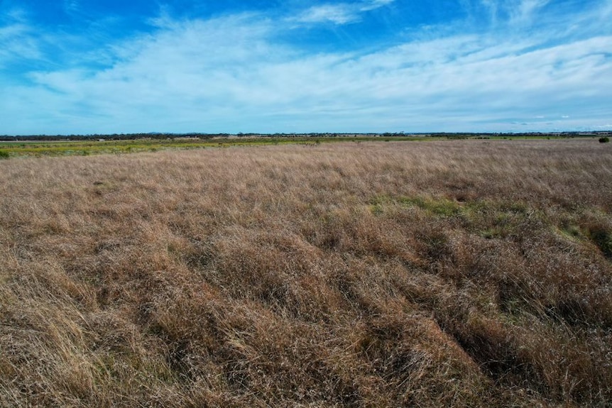 Long grasses grow across a field