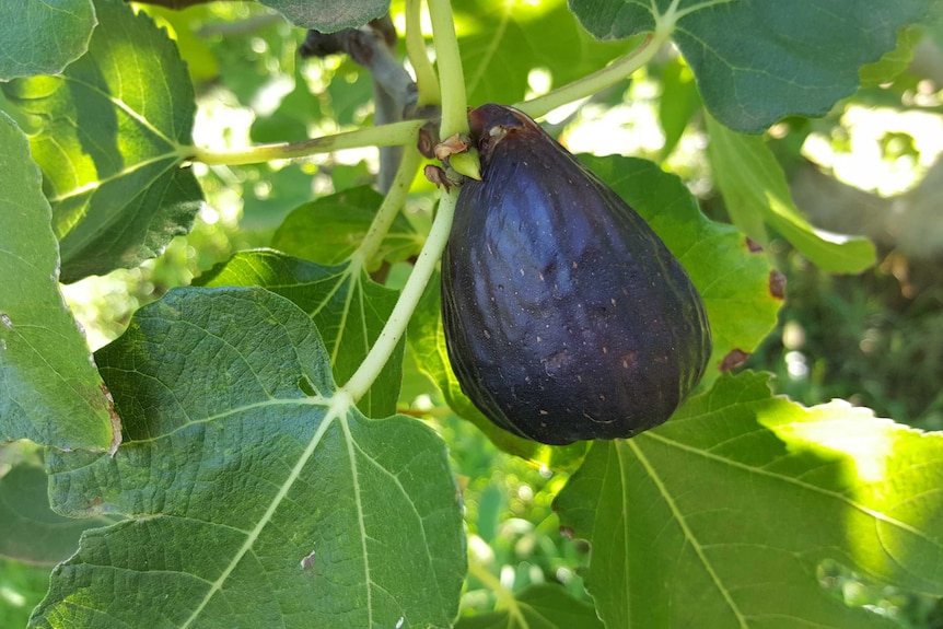 Black Riverland fig