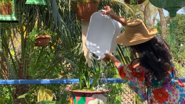 Woman pours water from a tub onto plants.