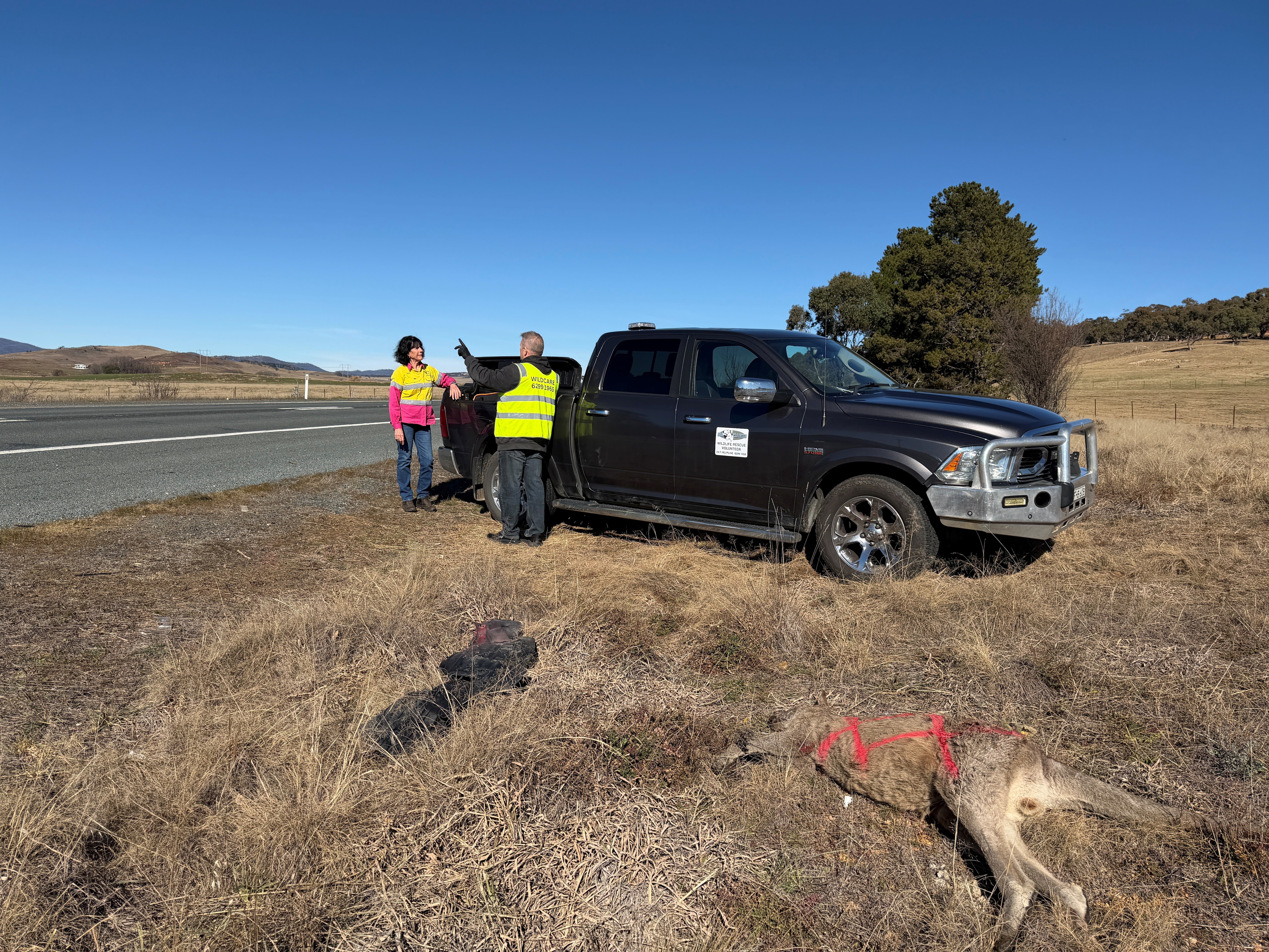 Two people standing beside a ute near a dead kangaroo.