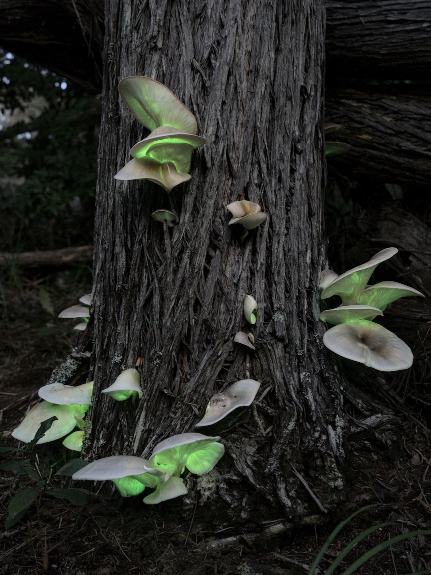 mushrooms glowing on a dead tree stump. They're glowing in a light green colour