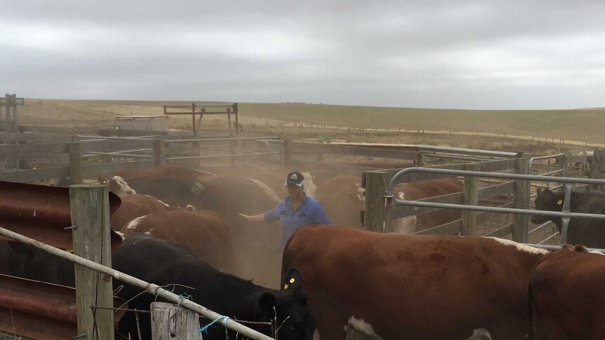 a woman in blue shirt stands in the middle of dusty cattle yards as cows move all around her