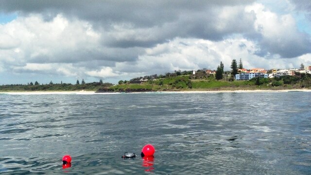 Buoys attached to a shark drum line off Ballina