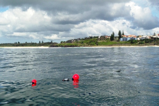 Buoys attached to a shark drum line off Ballina