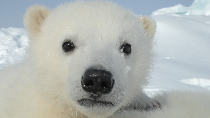 A young polar bear