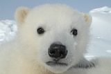 A young polar bear
