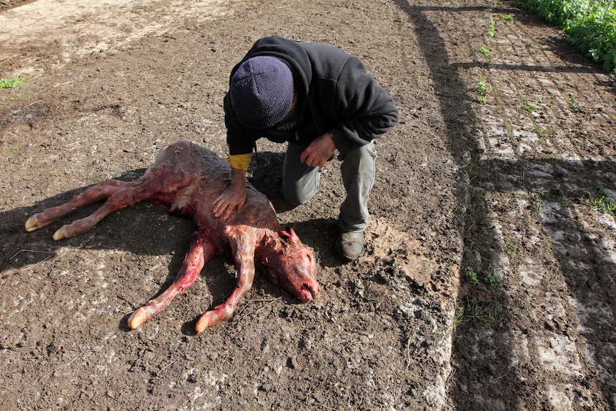 Newborn calf with farmer