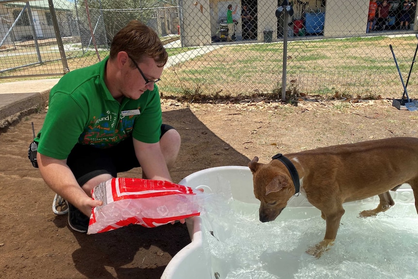 Ice is tipped into a dog bath.