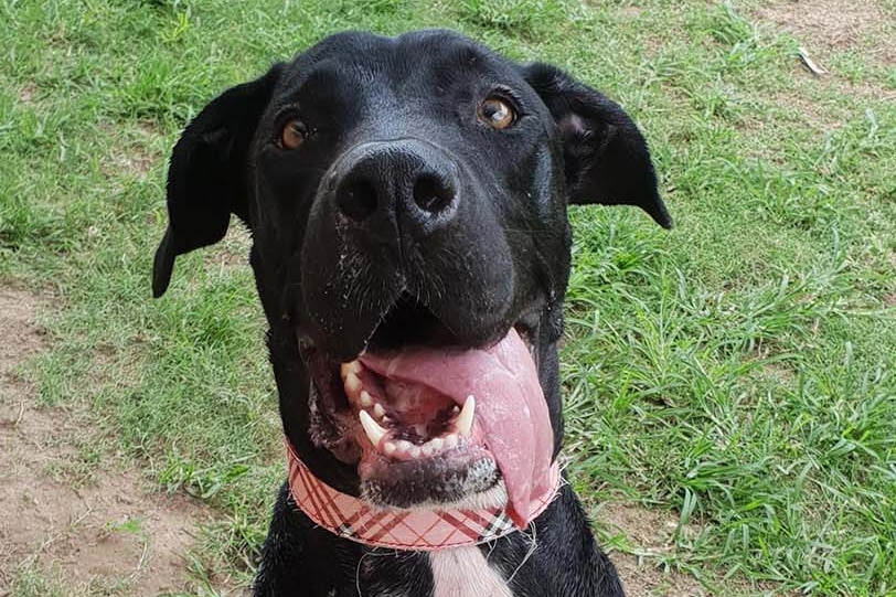 Black great dane Elizabeth sits up with tongue hanging out on grass.