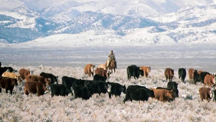 Cattle graze on the plains in Wyoming against a backdrop of the snow covered Rocky Mountains.