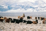 Cattle graze on the plains in Wyoming against a backdrop of the snow covered Rocky Mountains.