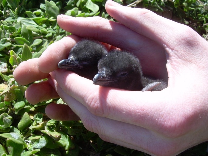 Two day-old penguin chicks are held in a person's hands, they are black and fluffy.