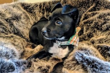 A small black and white puppy sitting on grey blanket.