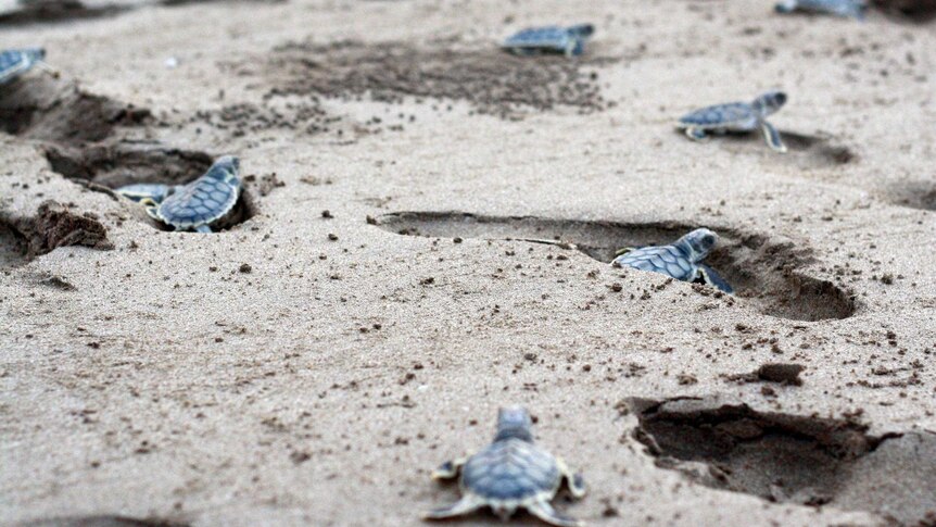 Baby flatback turtles crawl through human footprints on their way to the ocean.