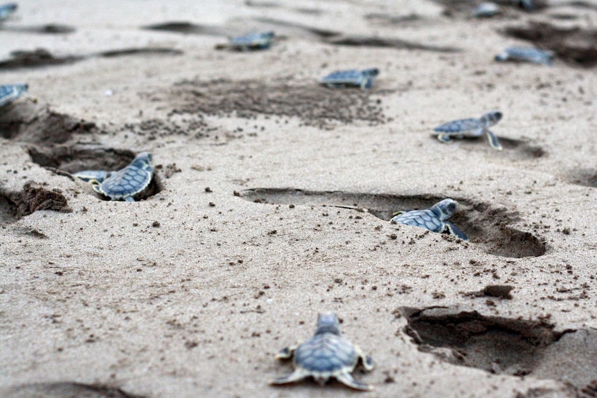 Baby flatback turtles crawl through human footprints on their way to the ocean.