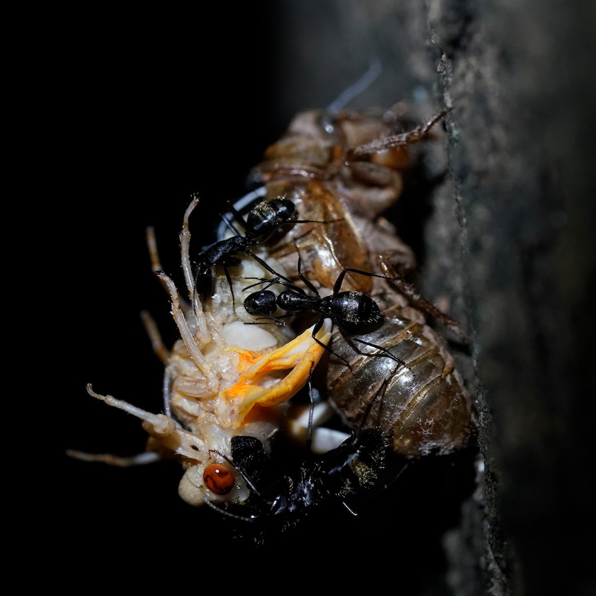 Black carpenter ants devour a cicada as it tries to shed its nymph shell.
