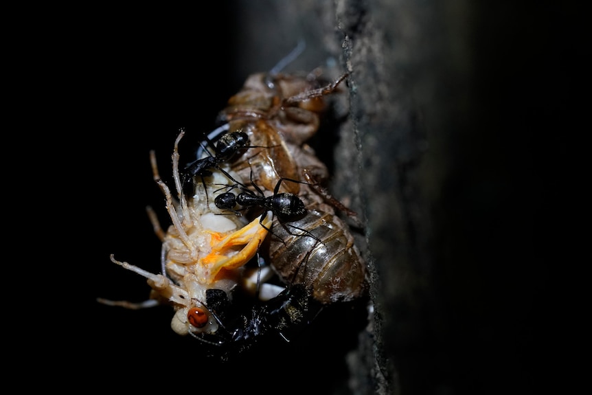 Le formiche carpentiere nere divorano la cicala mentre cerca di sbarazzarsi del suo guscio di ninfa.