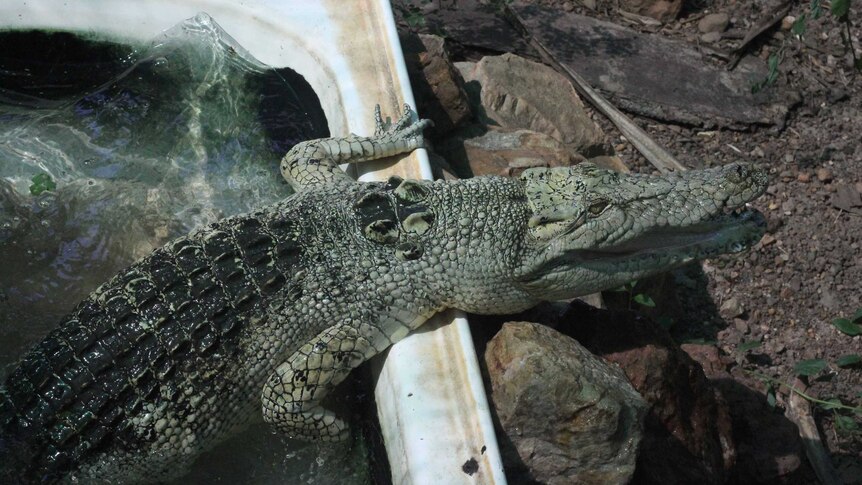 An light coloured crocodile in a bath tub.