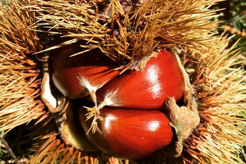 A chestnut in a prickly skin.