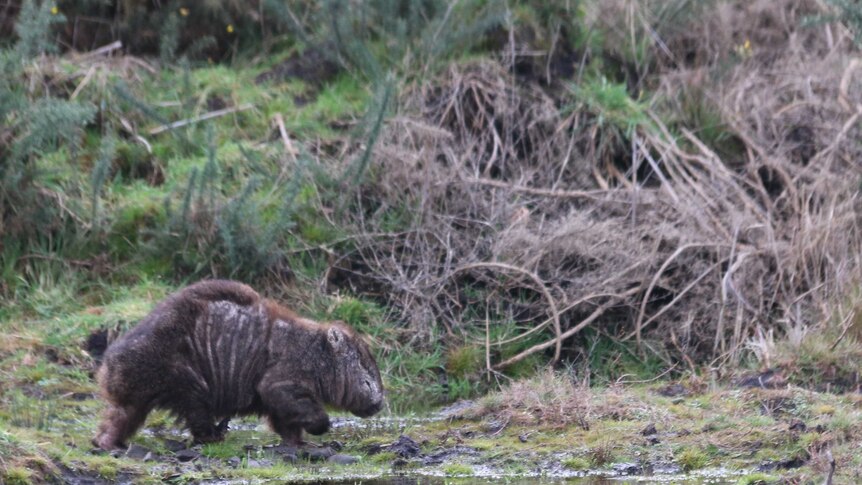 Wild wombat with mange