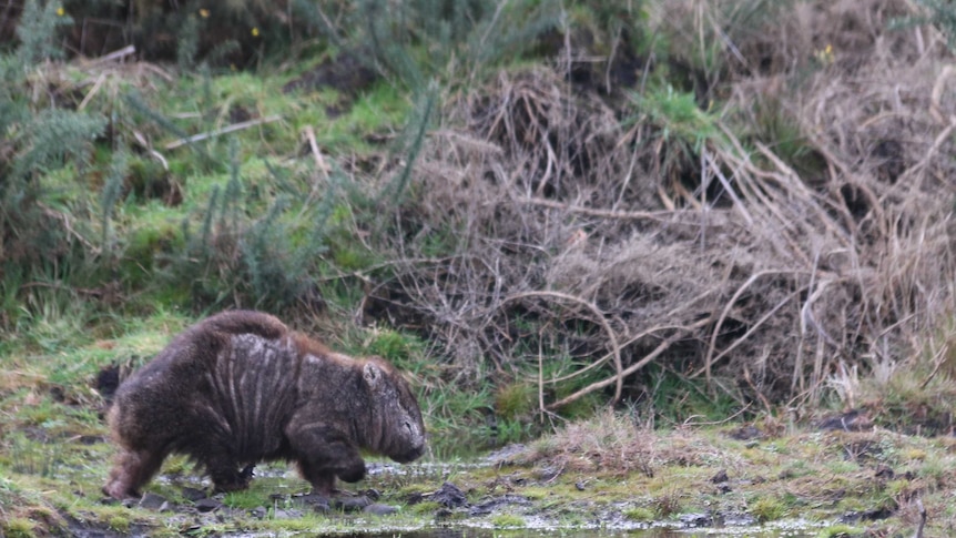 A wild wombat with mange in Kelso, near Narawntapu National Park.