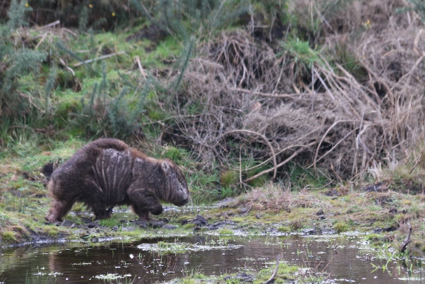 A wild wombat with mange in Kelso, near Narawntapu National Park.