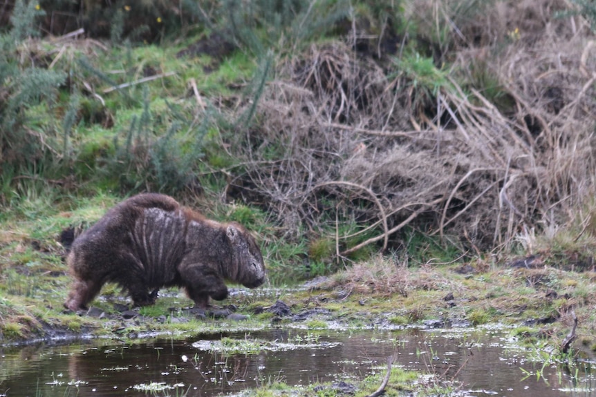 Wild wombat with mange