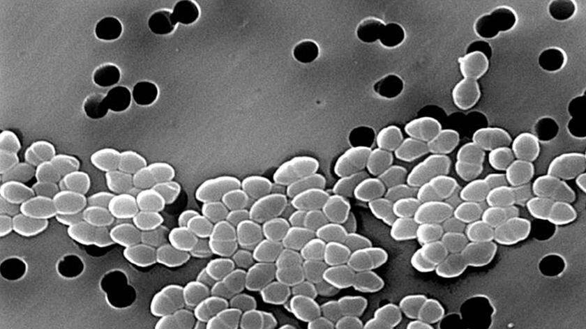 Vancomycin-Resistant Enterococcus bacteria have been found in two wards at a major Brisbane hospital. (File photo)