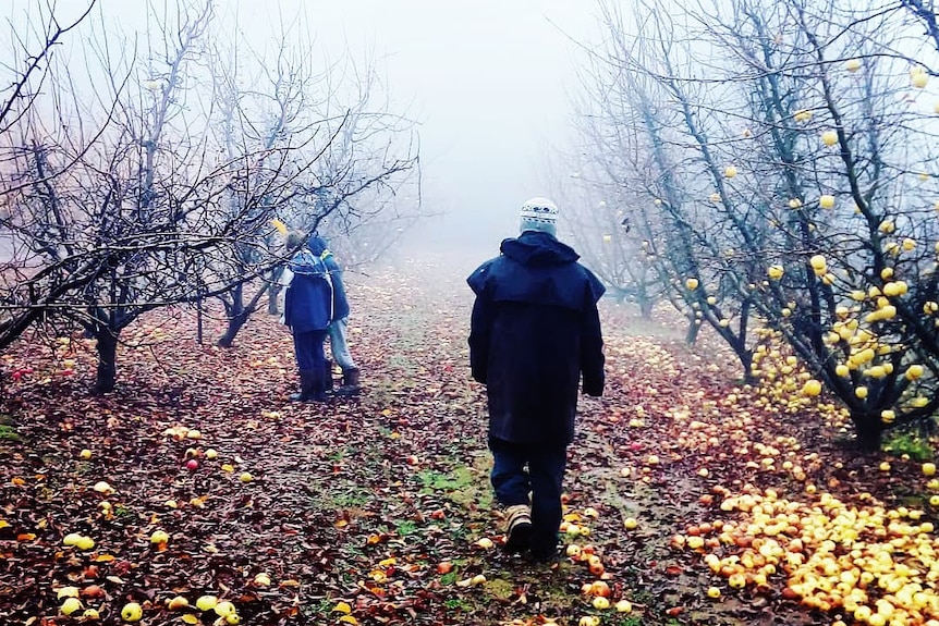 Two people walk through an apple orchard.