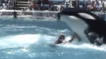 The killer whale would not let the trainer get out of the water.