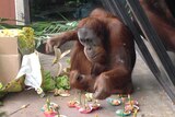 Malu the orangutan