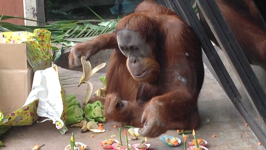 An orangutan holds a banana peel while sitting on a concrete floor.