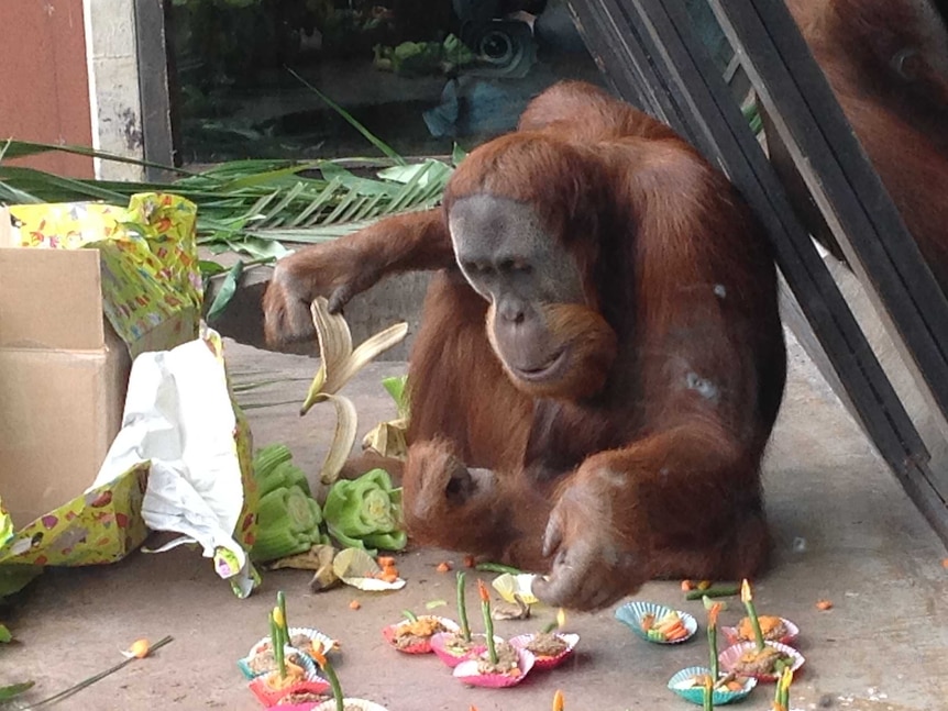 An orangutan holds a banana peel while sitting on a concrete floor.