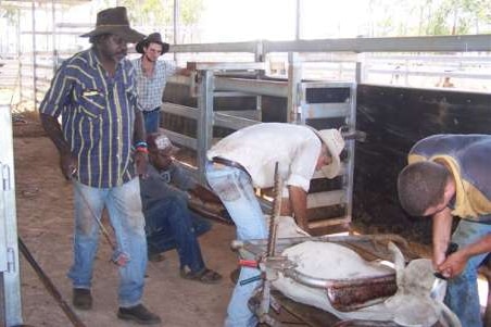 Merepah trainees branding cattle.