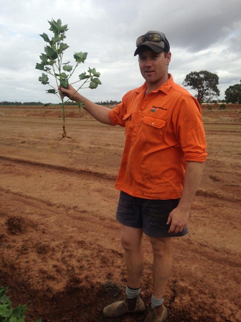 Coleambally grower John Durham holding cotton damaged by spray drift.